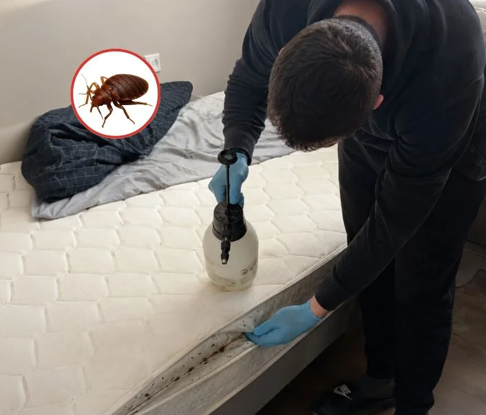 Technicien traitant un matelas contre les punaises de lit à Germigny-l'Évêque